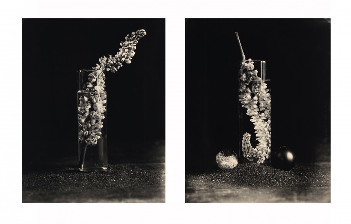 Eric Antoine photo Drowning Flowers Drowning Flowers Recto Verso VI 2023