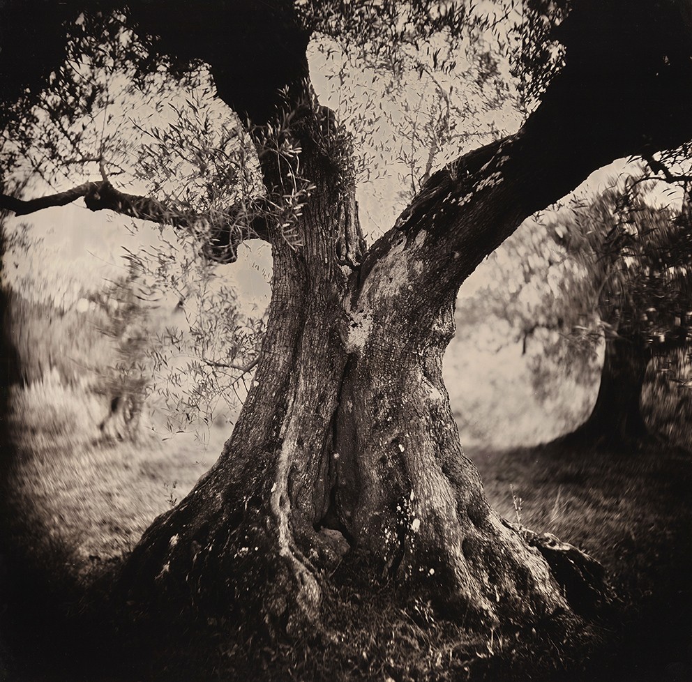 Eric Antoine photo Oliviers  